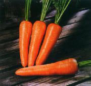 морковь Болтекс  фото поздний сорт, выращивание, посадка и уход, купить Болтекс  семена