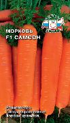 Самсон F1 сорт моркови