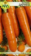 Дарина сорт моркови
