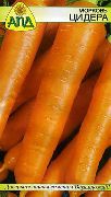 Цидера сорт моркови