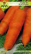 Катрин сорт моркови