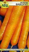 Фаворит сорт моркови