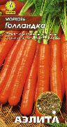 Голландка сорт моркови