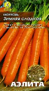 Зимняя сладкая сорт моркови