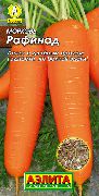 морковь Рафинад фото ранний сорт, выращивание, посадка и уход, купить Рафинад семена