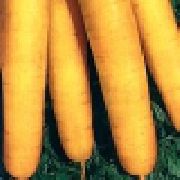 морковь Гюльчатай фото поздний сорт, выращивание, посадка и уход, купить Гюльчатай семена