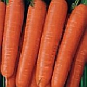Нантик F1 сорт моркови