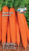 Форто сорт моркови