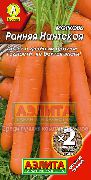 Ранняя Нантская сорт моркови