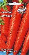 морковь Дуняша фото ранний сорт, выращивание, посадка и уход, купить Дуняша семена