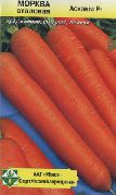 Аскания F1 сорт моркови