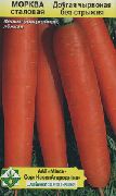 морковь Длинная красная без сердцевины фото поздний сорт, выращивание, посадка и уход, купить Длинная красная без сердцевины семена