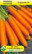морковь Кардамэ F1 фото поздний гибрид, выращивание, посадка и уход, купить Кардамэ F1 семена