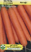 Натофи сорт моркови