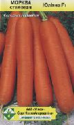 Юлиана F1 сорт моркови