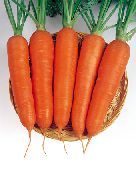 Виктория F1 сорт моркови
