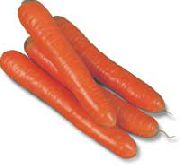 Колтан F1 сорт моркови