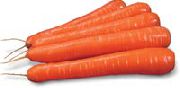Сиркана F1 сорт моркови