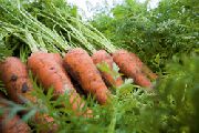 морковь Карини фото ранний сорт, выращивание, посадка и уход, купить Карини семена
