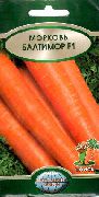 морковь Балтимор F1 фото ранний гибрид, выращивание, посадка и уход, купить Балтимор F1 семена