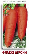 Флакке Агрони  сорт моркови