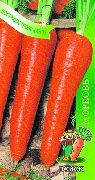 Лосиноостровская 13 сорт моркови