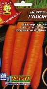 Тушон сорт моркови