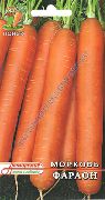 Фараон  сорт моркови