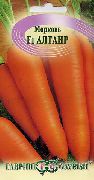 Алтаир F1 сорт моркови