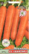 Бангор F1 сорт моркови