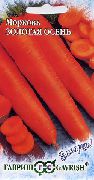 Золотая осень сорт моркови