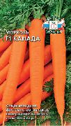 морковь Канада F1 фото поздний гибрид, выращивание, посадка и уход, купить Канада F1 семена