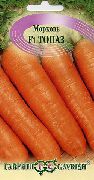 Топаз F1 сорт моркови
