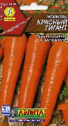 морковь Красный гигант фото поздний сорт, выращивание, посадка и уход, купить Красный гигант семена