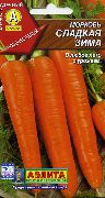 Сладкая зима сорт моркови