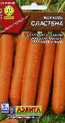 Сластена сорт моркови