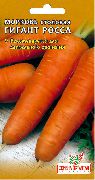 Гигант Росса  сорт моркови