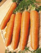Чукотский стиль  сорт моркови