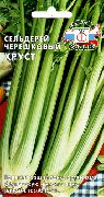 сельдерей Хруст фото среднеспелый сорт, выращивание, посадка и уход, купить Хруст семена