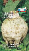 сельдерей Юпитер фото раннеспелый сорт, выращивание, посадка и уход, купить Юпитер семена
