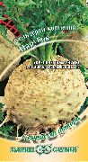 сельдерей Парубок фото раннеспелый сорт, выращивание, посадка и уход, купить Парубок семена