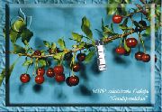 вишня Селиверстовская фото средний мелкие (2-4 грамма), выращивание, посадка и уход, купить Селиверстовская саженцы