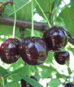 Россошанская черная сорт вишни