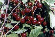 Уральская рубиновая (Рубиновая) сорт вишни