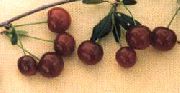 вишня Ашинская фото поздний мелкие (2-4 грамма), выращивание, посадка и уход, купить Ашинская саженцы