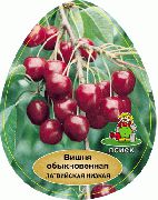 Латвийская низкая сорт вишни