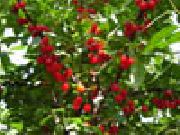 вишня Норд-Стар  фото поздний средние (4-6 грамм), выращивание, посадка и уход, купить Норд-Стар  саженцы