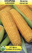 Золотой початок сорт кукурузы