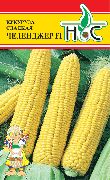 Челенджер f1 сорт кукурузы