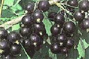 смородина Юбилейная копаня черная фото поздний средние (от 1г до 3г), выращивание, посадка и уход, купить Юбилейная копаня саженцы и семена